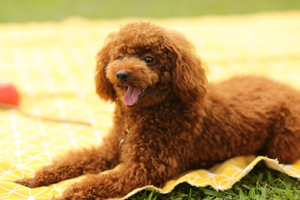 Filhote de poodle sorrindo feliz na grama